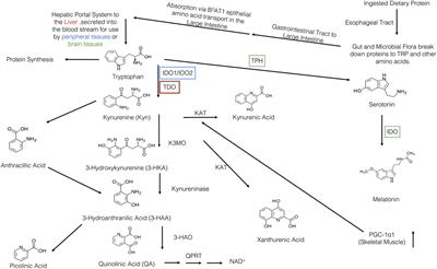 The Kynurenine Pathway As a Novel Link between Allergy and the Gut Microbiome